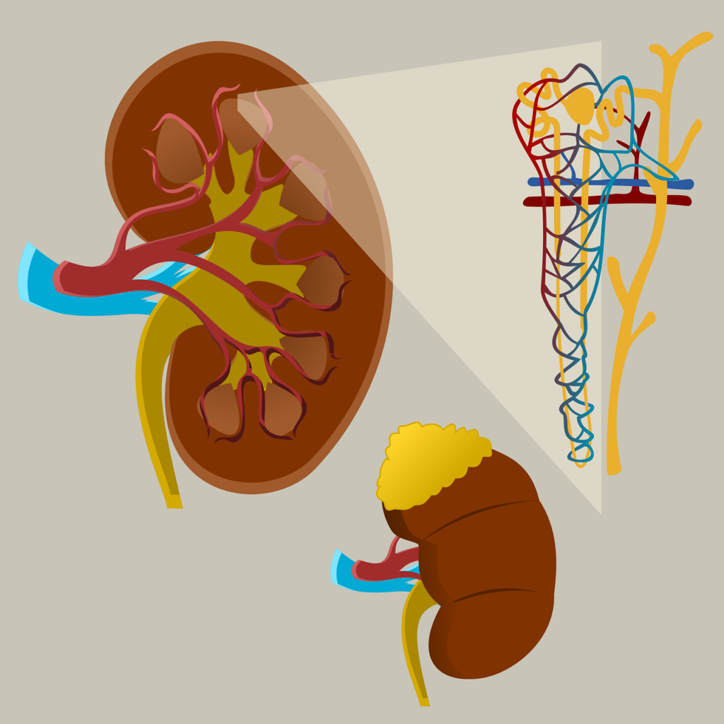 nephrology in madurai
